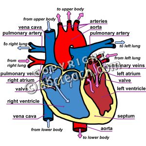 300x300 The Heart Of Clipart