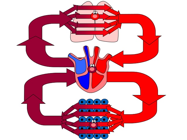638x479 Aqa Heart Lungs Blood