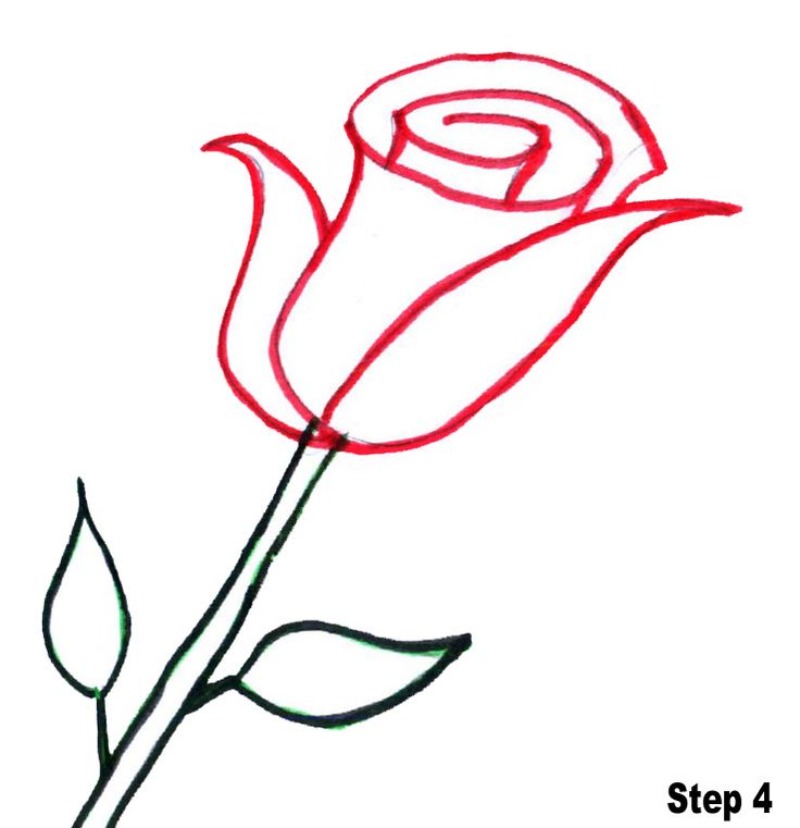 736x761 Best Easy To Draw Rose Ideas Easy Rose Drawing