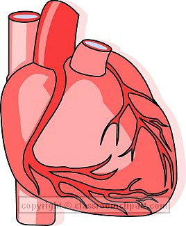 268x325 Human Heart Clipart