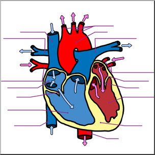 304x304 Clip Art Human Heart Cross Section Color Unlabeled I