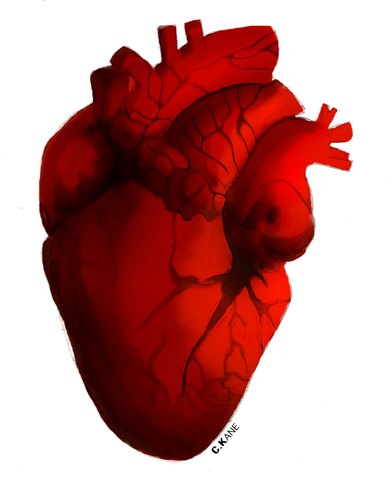 802x994 Human Heart Clip Art Hostted 2