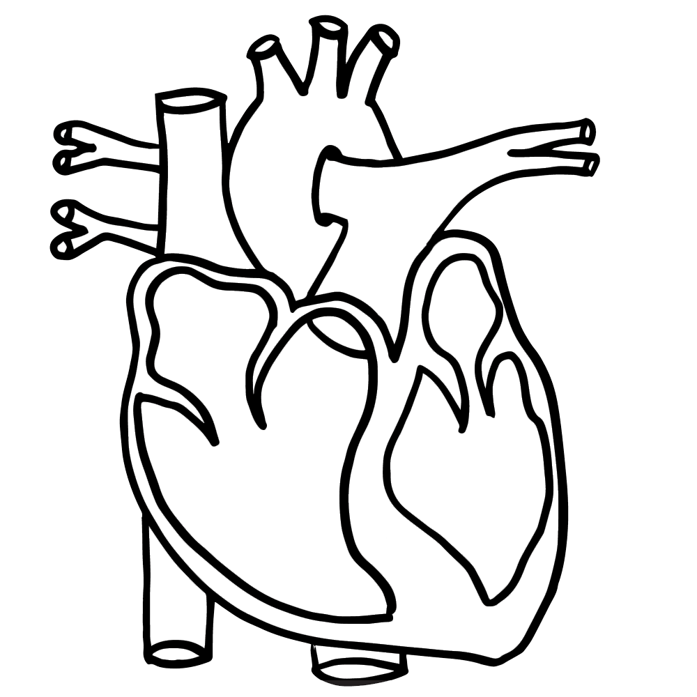 1000x1000 Human Heart Heart Clipart