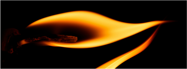 644x238 Plantedinyou