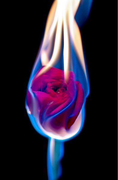 393x600 40 Best Fire Images Beautiful Flowers, Beautiful