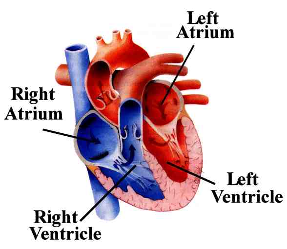 588x510 Hypertrophic Cardiomyopathy Chkd Sports Medicine Blog
