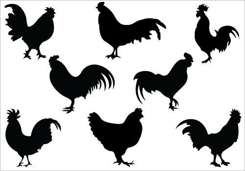 501x351 Rooster Clipart Black And White Free Images 2