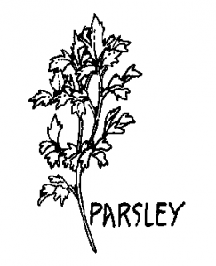 243x300 Herbs Clipart Black And White