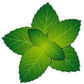 170x170 Herbs Clipart Mint Leaf
