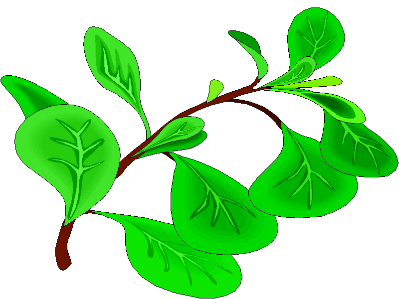 800x600 Herbs Clipart Oregano