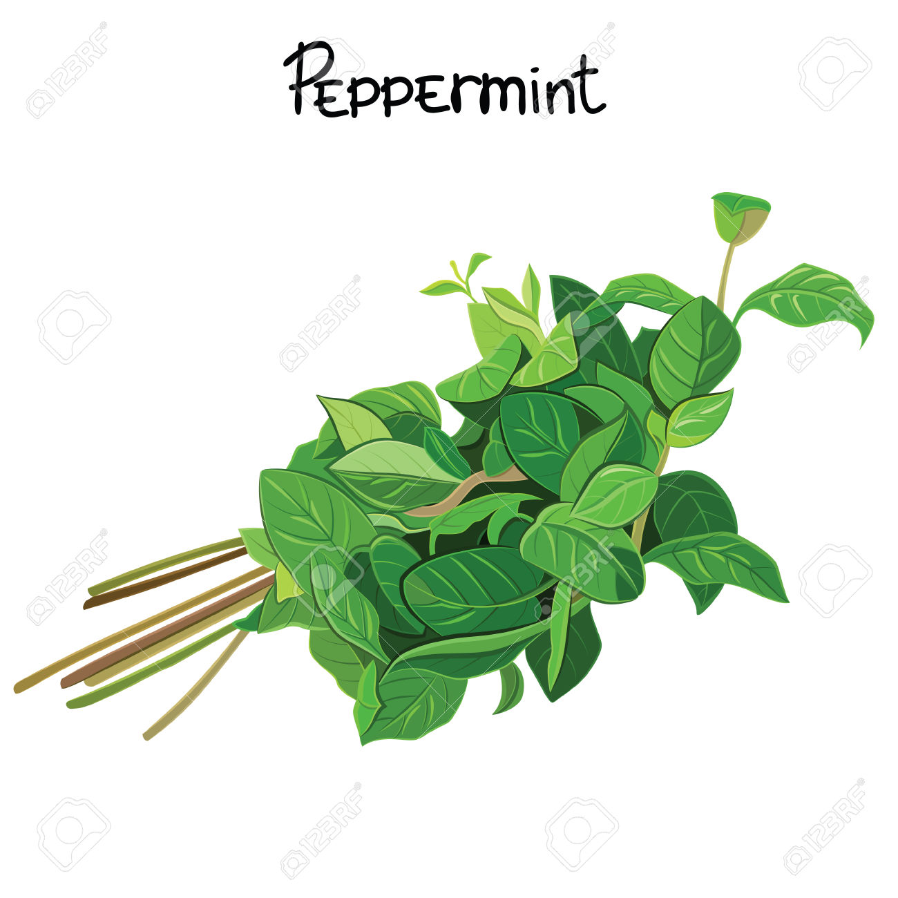 1300x1300 Herbs Clipart Peppermint Leaf