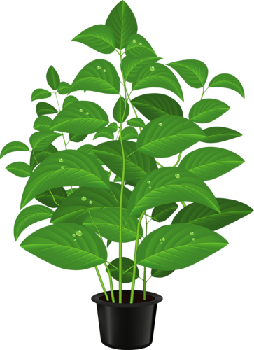 363x500 Herbs Clipart Potted Plant