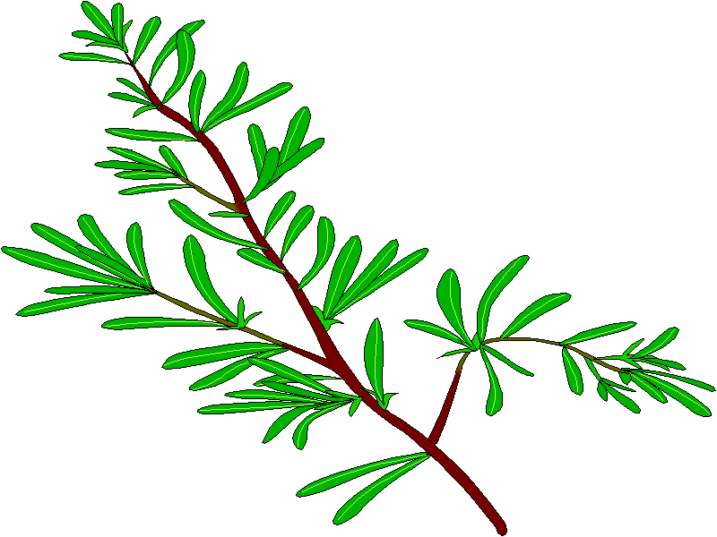 800x600 Herbs Clipart Rosemary