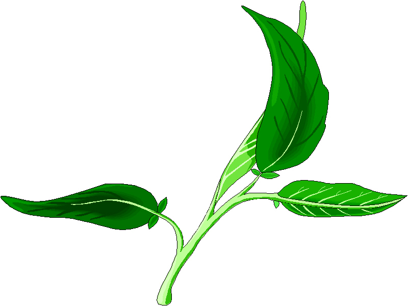 800x600 Herbs Clipart Sage