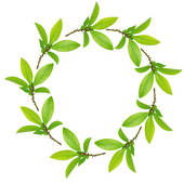 170x170 Leaf Clipart Herbal