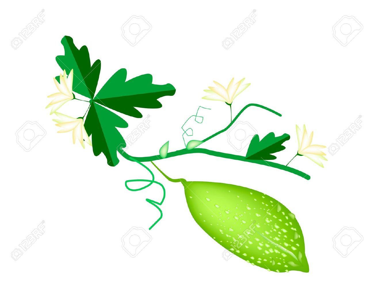 1300x1039 Vegetables Clipart Vine