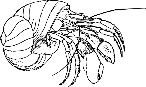 555x334 Crab Black And White Crab Black And White Clipart 5