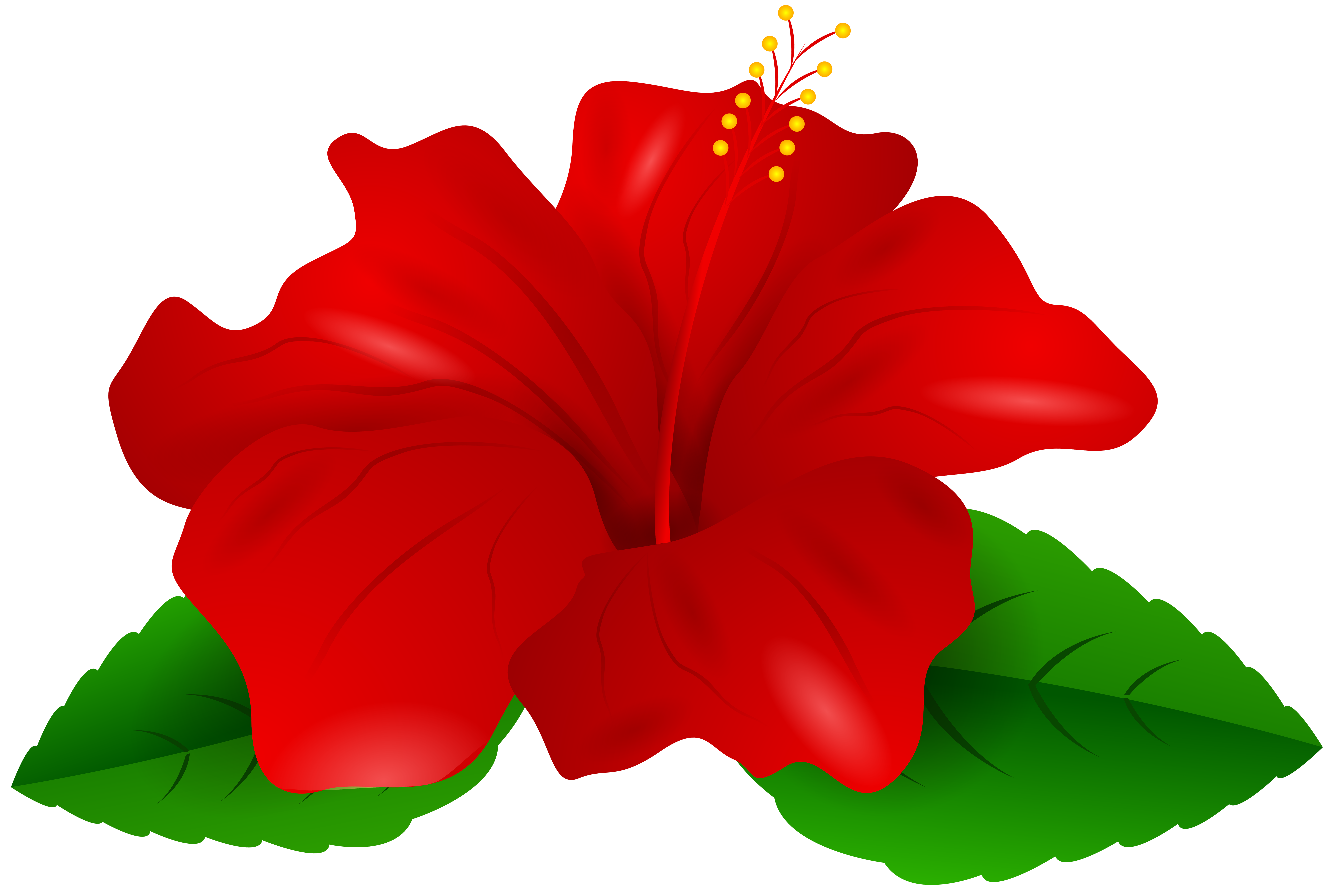 8000x5376 Red Hibiscus Transparent Png Clip Artu200b Gallery Yopriceville
