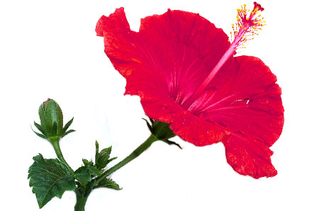 464x298 Realistic Clipart Hibiscus