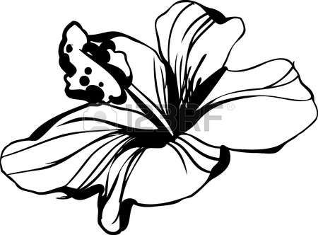 450x332 17 Best Hibuscus Images Knob, Beach Ball Party