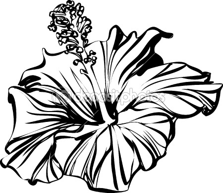 450x391 Image Result For Hibiscus Line Drawing Agua De Jamaica