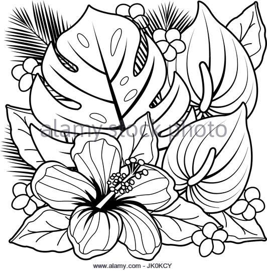 532x540 Hibiscus Vector Stock Photos Amp Hibiscus Vector Stock Images