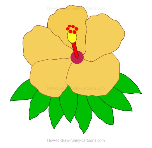 520x504 How To Create A Hibiscus Drawing