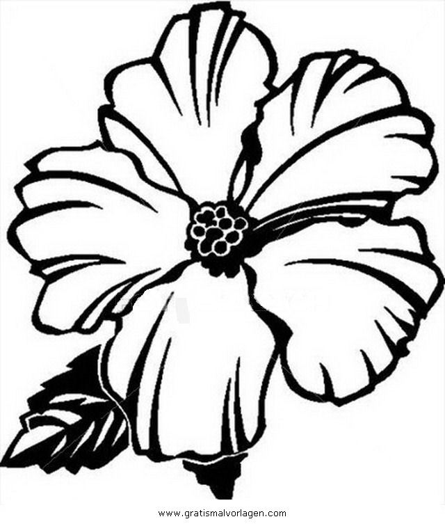640x756 Inspirational Hibiscus Coloring Page 42 In Download Coloring Pages