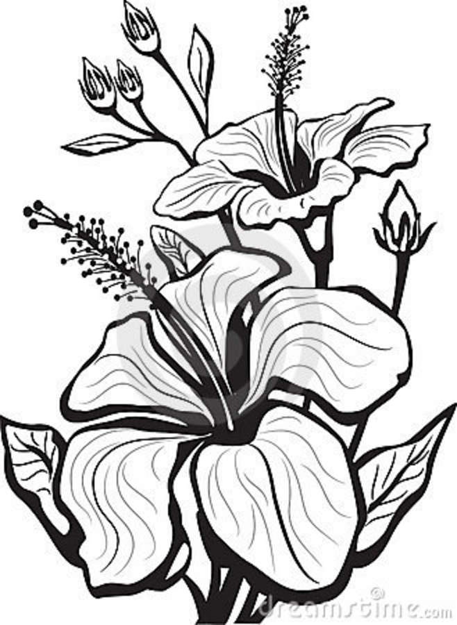 658x900 Drawn Hibiscus Long Flower