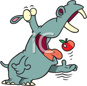 300x297 Picture A Hippo Eating An Apple