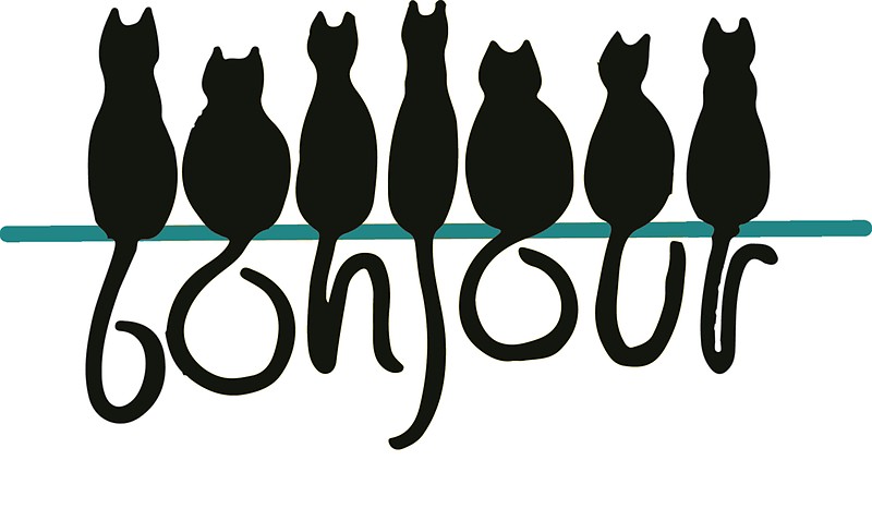 800x478 Hello Black Cats