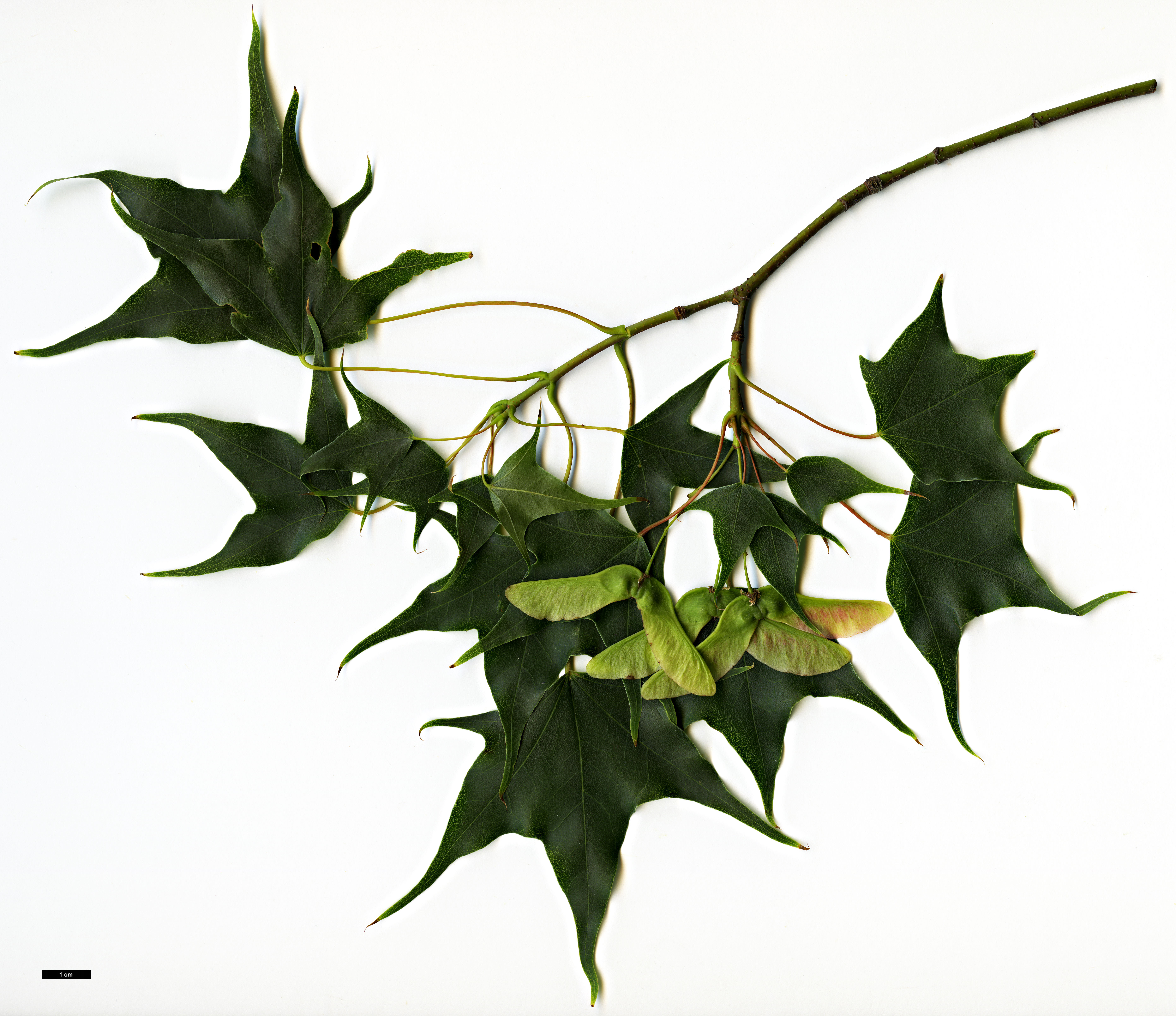 5684x4912 Family Sapindaceae