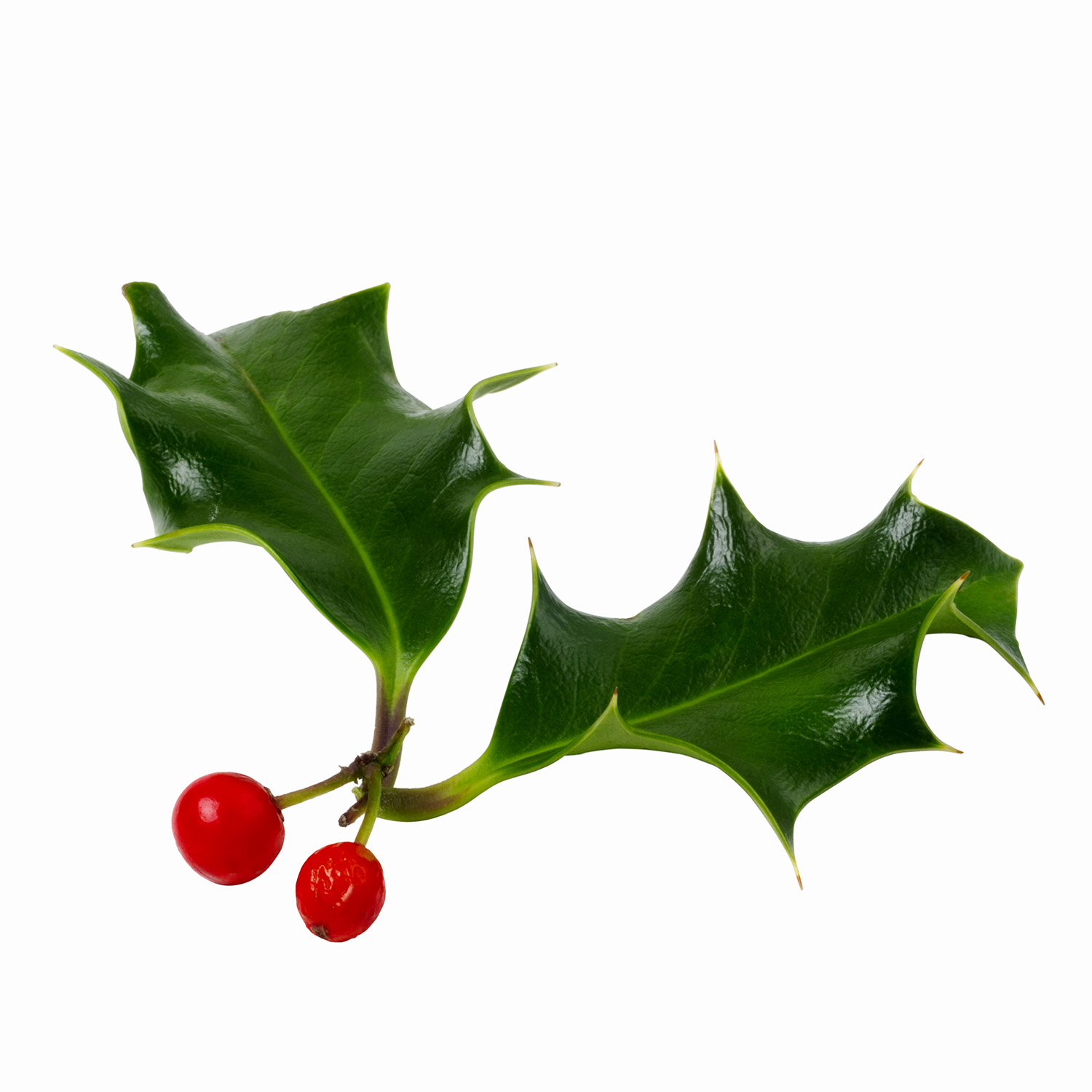 1500x1500 Happy Holly Day! Holidailys Holidays Every Day Of The Year Is