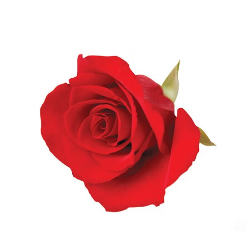 500x500 Lilysongbird Healing Amp Jewelry