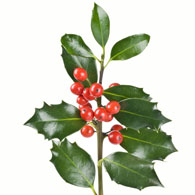 195x195 Meaning Of Holly Plants What Do Holly Flowers Mean