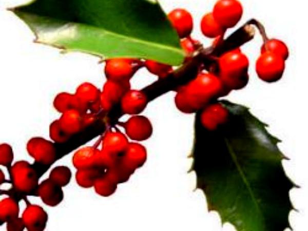 600x450 Sagebud Grow Your Garden Plant A Tree Pot A Flower Sow A Seed