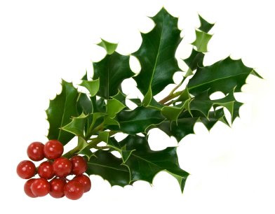392x306 What Is Holly The Official Intermistletoe Gide To Holly