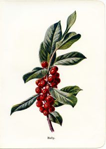 213x300 Vintage Holly And Berries Botanical Illustration Free Clip Art