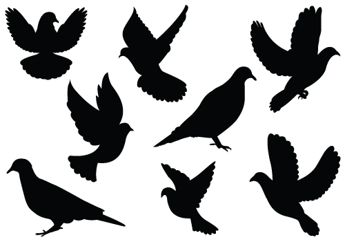 500x350 Dove Clipart