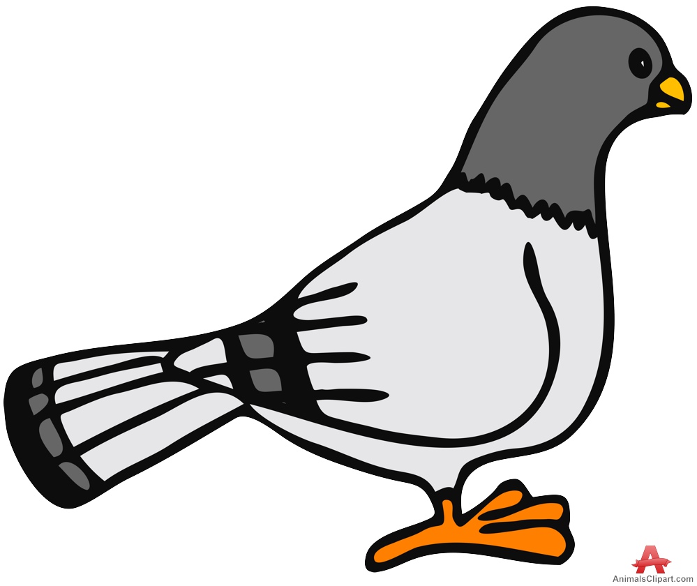 999x840 Clipart Pigeon