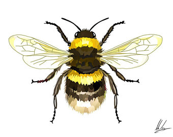 340x270 Bee Illustration Etsy