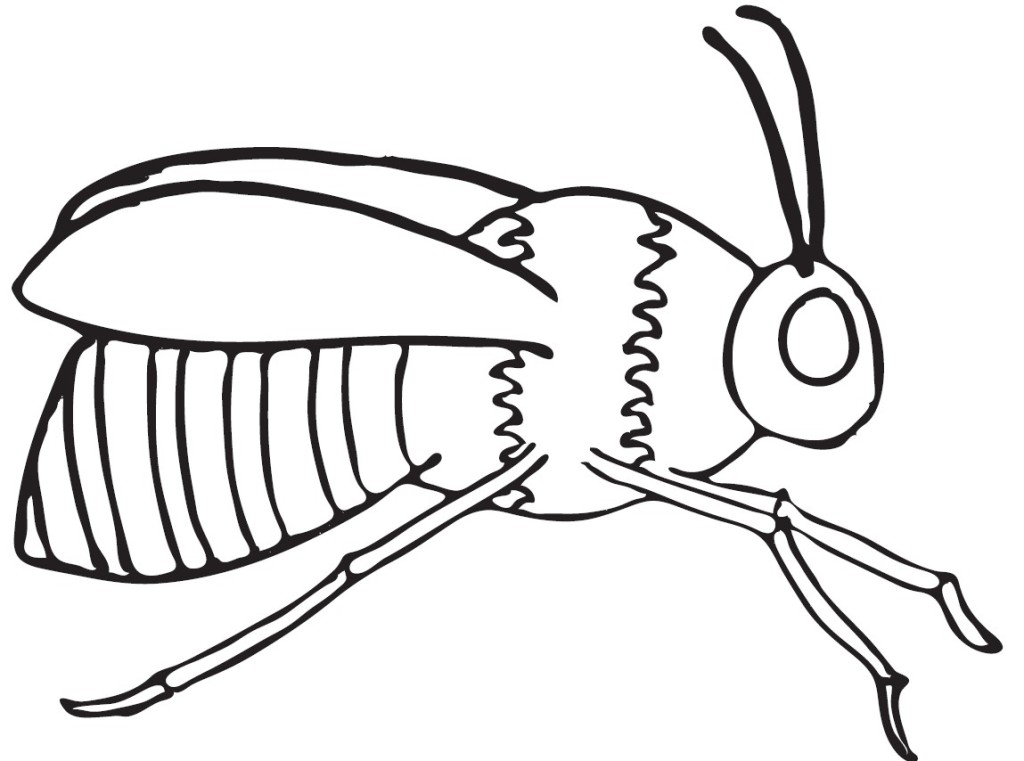 1024x761 6 Plain Bee Coloring Page