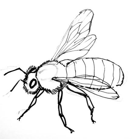 435x461 Drawn Bees Honey Bee