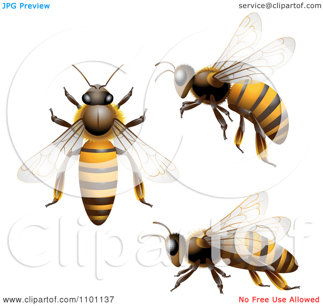 1080x1024 Flying Honey Bee Clipart