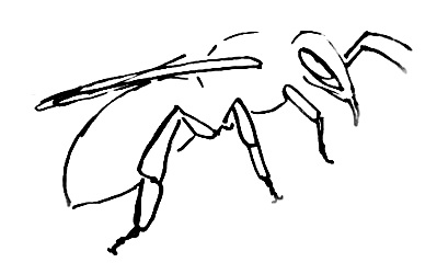 399x250 How To Draw A Honeybee