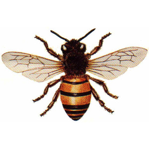 300x300 Vintage Honey Bee Clipart