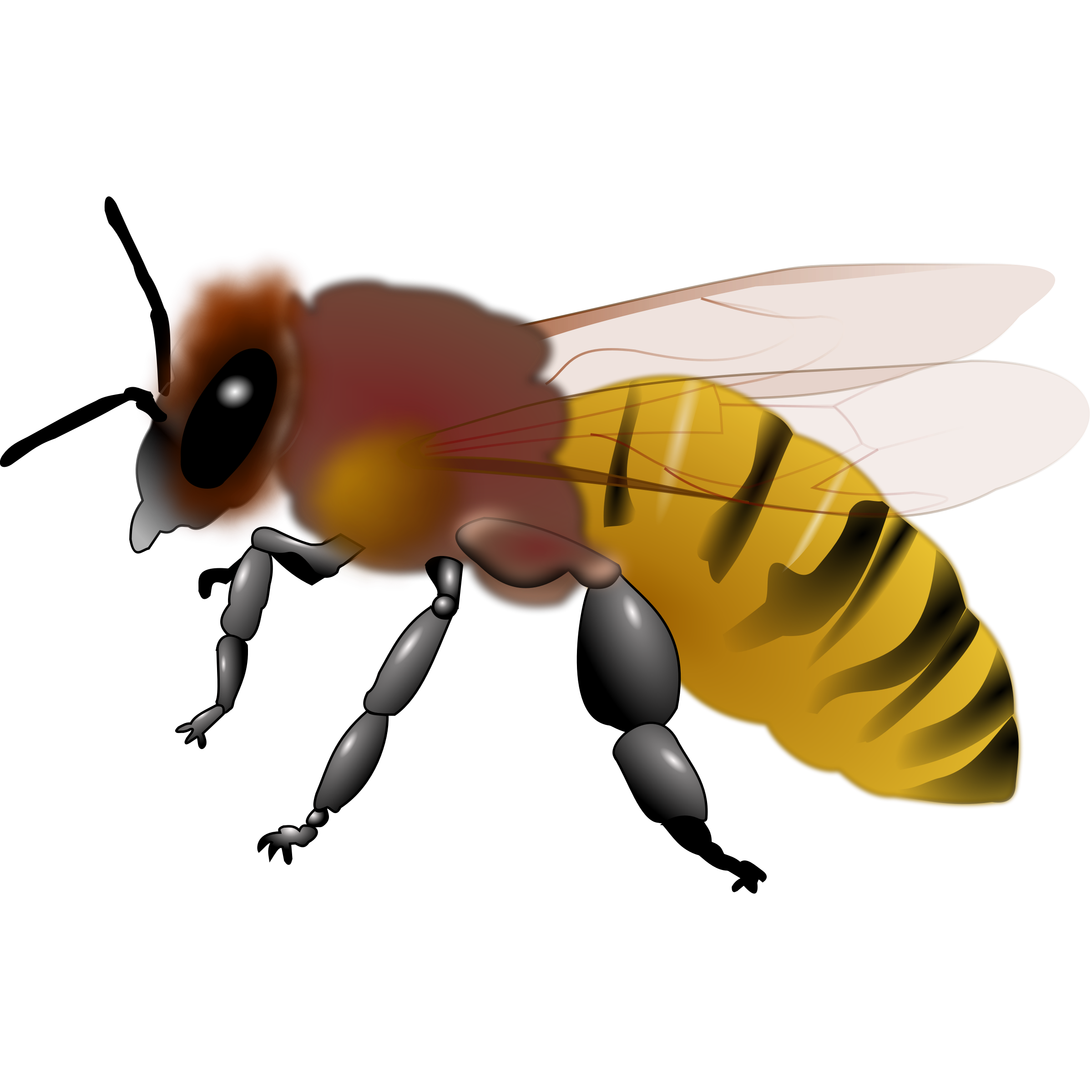 2400x2400 Honeybee Clipart 3