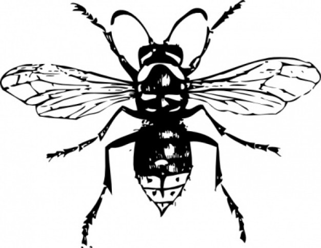 626x484 Hornet Clip Art Clipart Panda