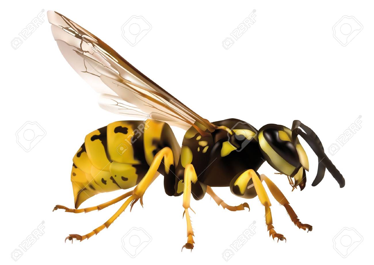1300x919 Hornet Images Amp Stock Pictures. Royalty Free Hornet Photos