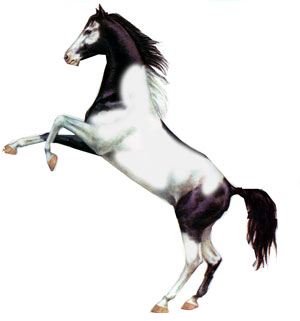 300x321 How To Draw Animals